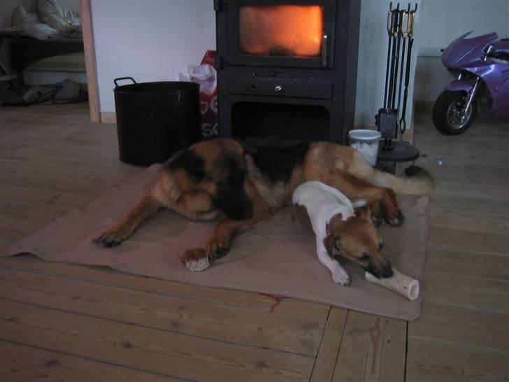 Jack russell terrier Meyer *død* - Råhygge foran brændeovnen på en kold dag! billede 16