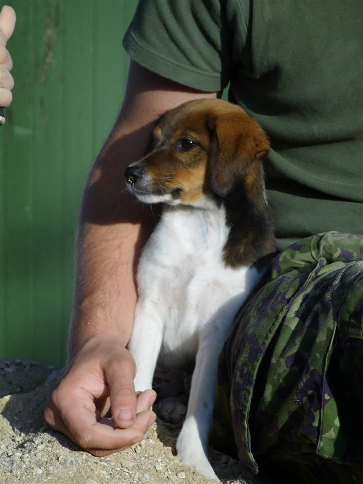 Blanding af racer Lotus billede 7