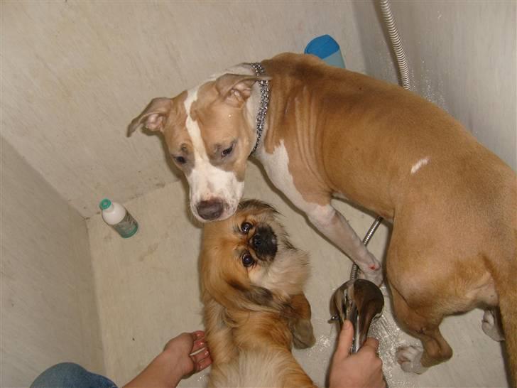 Amerikansk staffordshire terrier Princess Babe R.I.P.  :( - Babe 1år med Kaney i bad billede 19