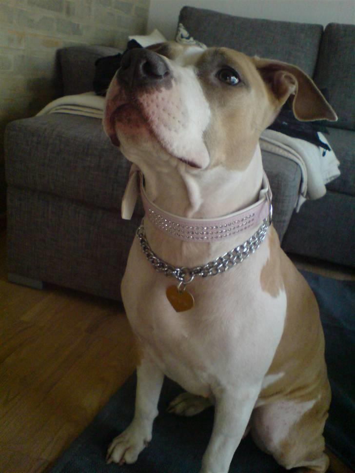 Amerikansk staffordshire terrier Princess Babe R.I.P.  :( - Babe ti mdr :) Dejligt tøs i bling-bling, hihi billede 20
