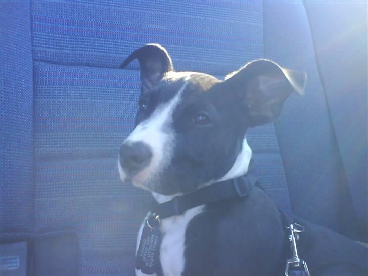 Amerikansk staffordshire terrier Chico billede 7