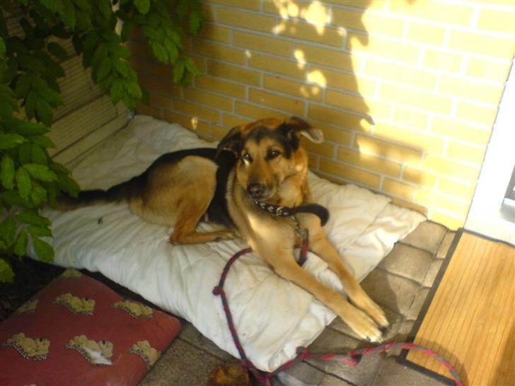 Schæferhund Rex "RIP" du er elsket<3 - Ligger lige og soler mig billede 6