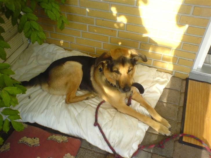 Schæferhund Rex "RIP" du er elsket<3 - Tager lige en slapper igen:´) billede 7