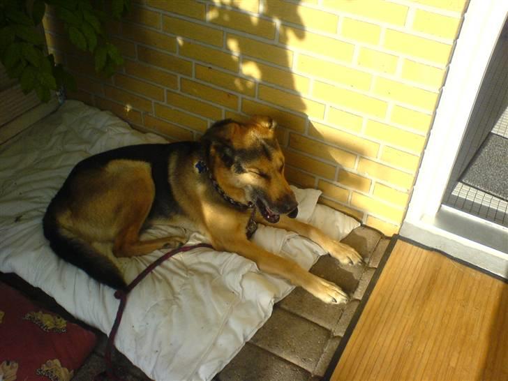 Schæferhund Rex "RIP" du er elsket<3 - Lille hr. hund billede 8