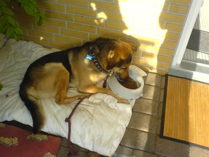 Schæferhund Rex "RIP" du er elsket<3 - God nat. billede 9