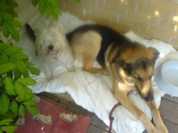 Schæferhund Rex "RIP" du er elsket<3 - Hej med dig.. billede 10