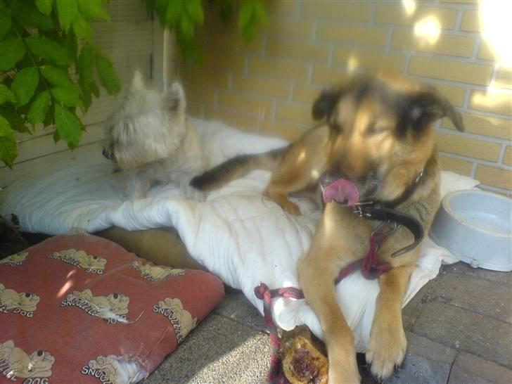 Schæferhund Rex "RIP" du er elsket<3 - Goddag;´) billede 11