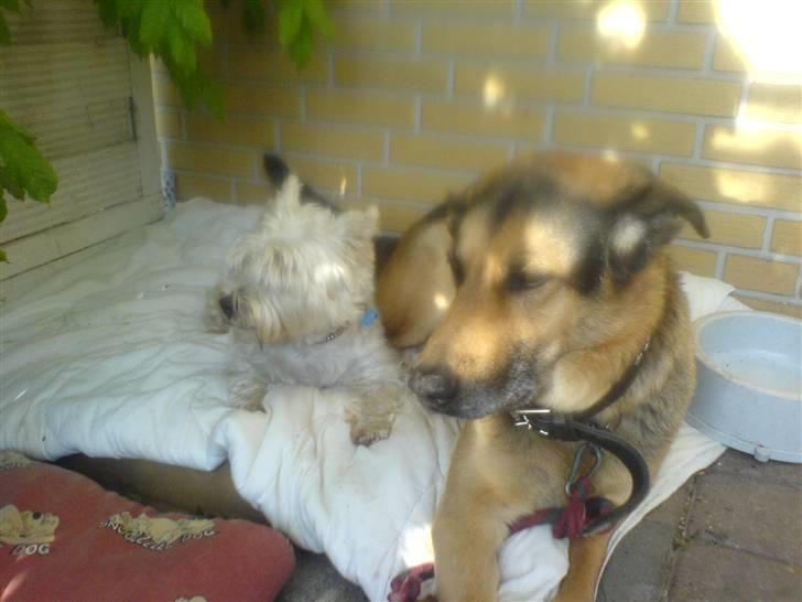 Schæferhund Rex "RIP" du er elsket<3 - Tak fordi i kikkede med i min lille profil:´) billede 12