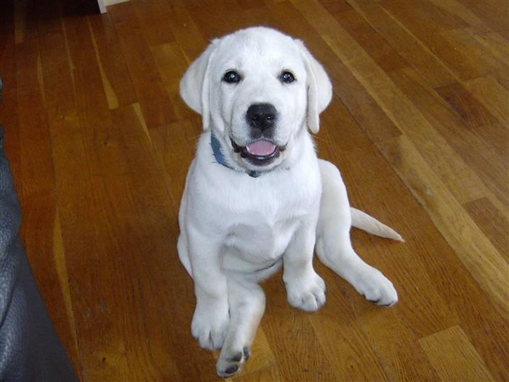 Labrador retriever Masja billede 19