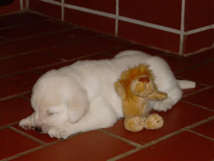 Labrador retriever Masja - 6 uger gammel billede 20