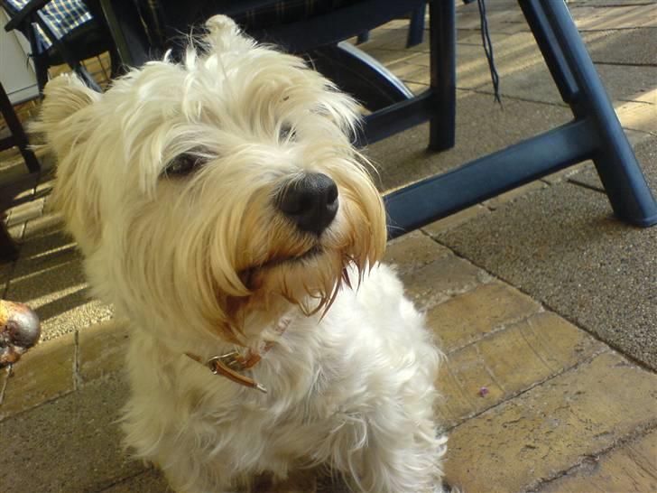 West highland white terrier Kaiser Wilhelm 'muni mub' - Goddag billede 16