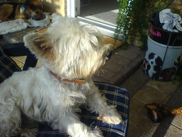 West highland white terrier Kaiser Wilhelm 'muni mub' - Har du mad? billede 17