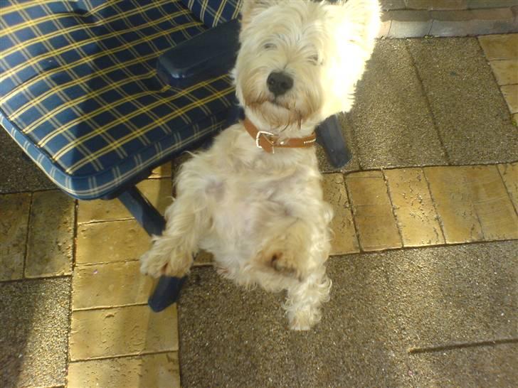 West highland white terrier Kaiser Wilhelm 'muni mub' - Hopla billede 19