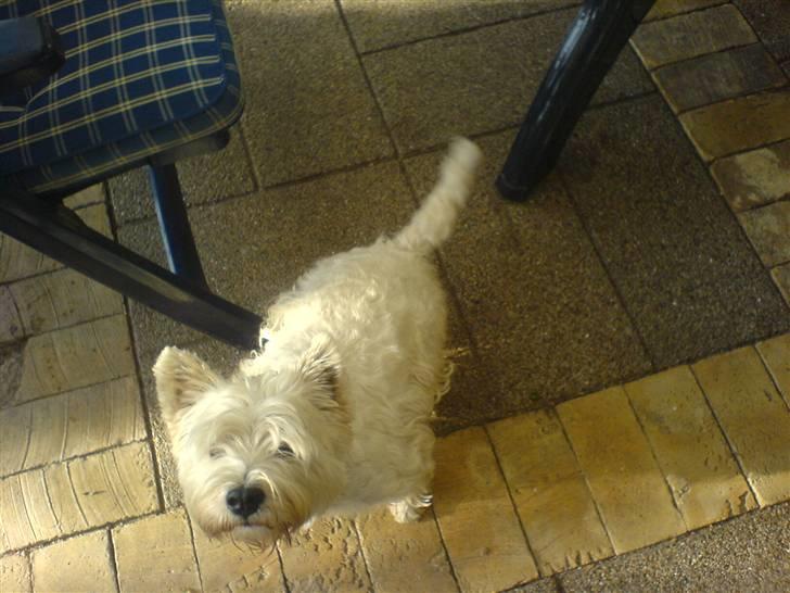 West highland white terrier Kaiser Wilhelm 'muni mub' - Tak fordi i kikke med i muni mub´s profil:´) billede 20