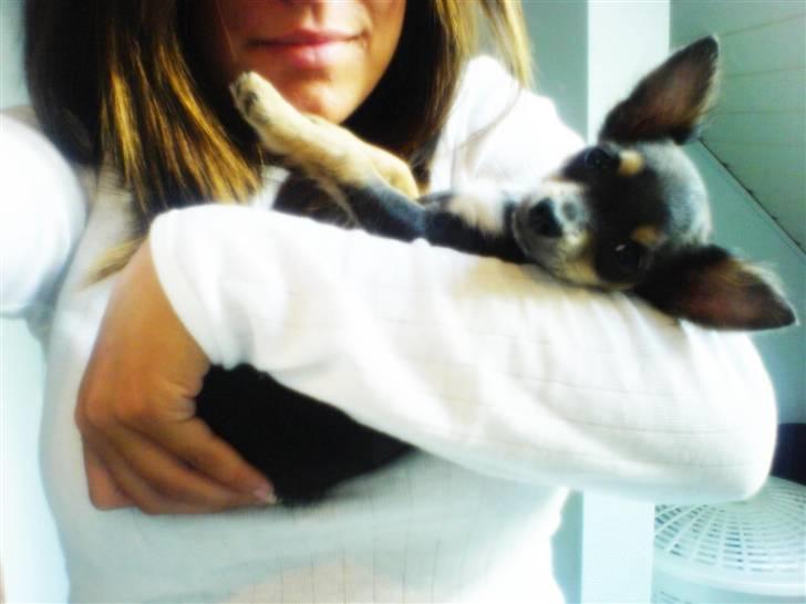 Chihuahua Dario billede 15