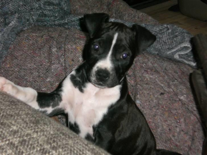 Amerikansk staffordshire terrier BAILY™ - Vuf & velkommen til mit lille hjørne! Smid da også lige en stemme. billede 1