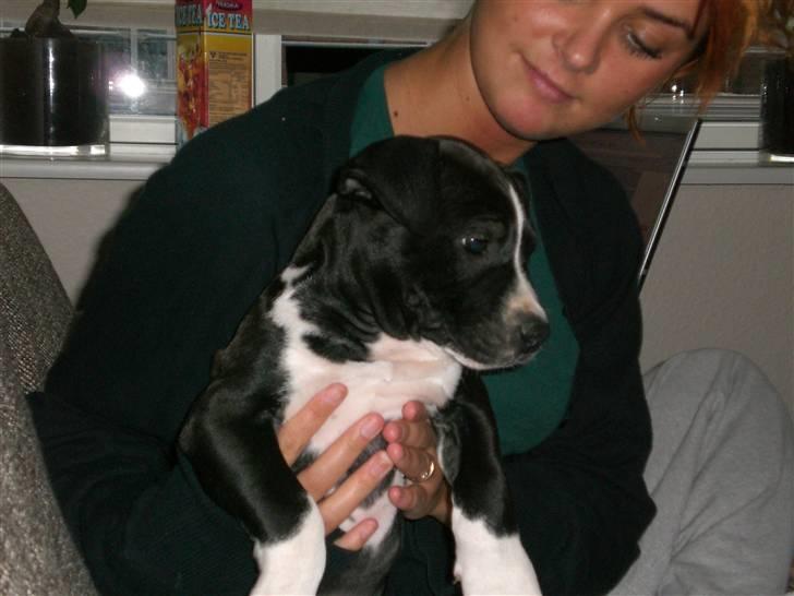 Amerikansk staffordshire terrier BAILY™ billede 2