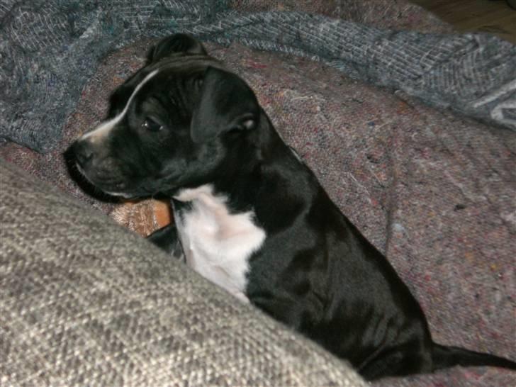 Amerikansk staffordshire terrier BAILY™ billede 3