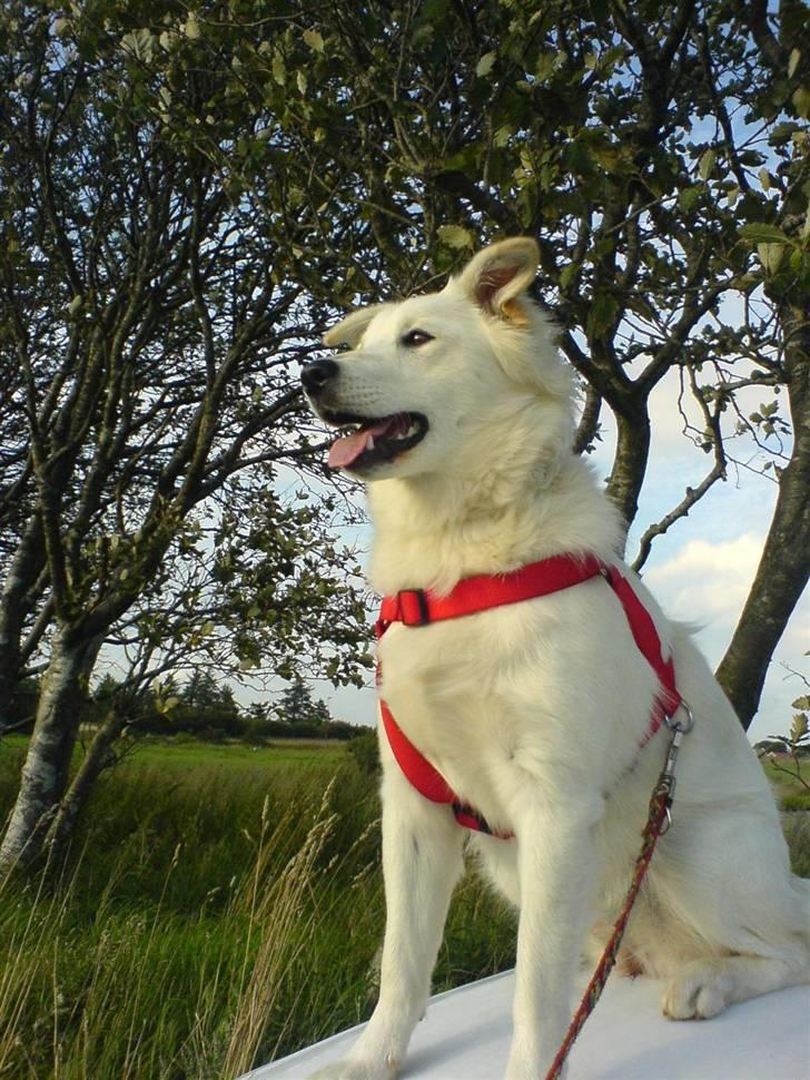 Blanding af racer soffie/ soffe - os på tur<3 billede 19