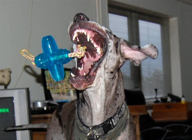 Grand danois Thor - Grr.. Meget farlig hundse ;-) billede 14