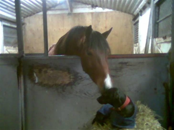 Blanding af racer Jessie - Vores hest Billy slikkede lidt på Jessie billede 7