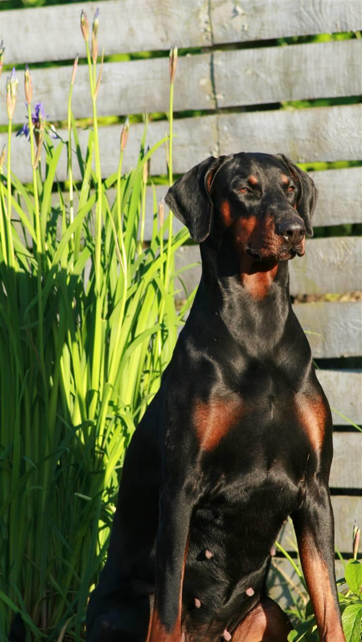 Dobermann *¤*Gaisha / Sasha*¤* - Hej og velkommen til min profil  billede 7