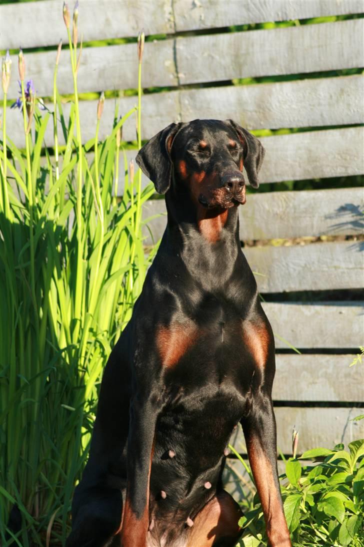 Dobermann *¤*Gaisha / Sasha*¤* - ZZZZZzzzzzzzzzzz billede 8
