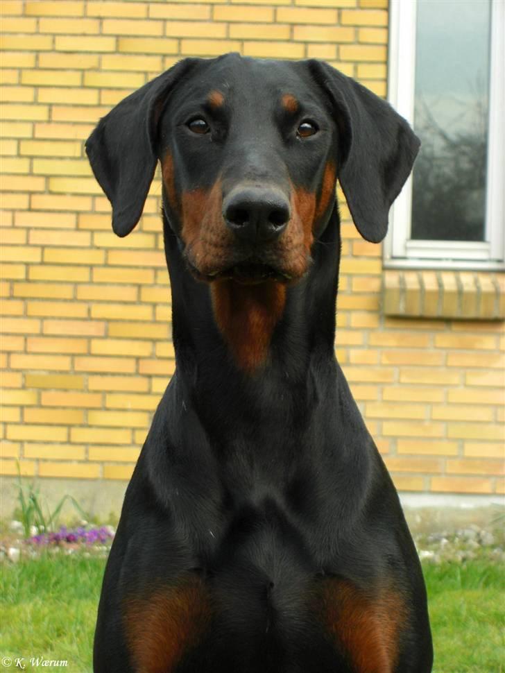 Dobermann *¤*Gaisha / Sasha*¤* billede 11