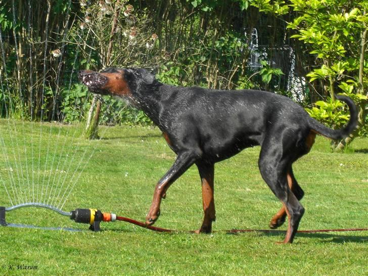 Dobermann *¤*Gaisha / Sasha*¤* billede 12