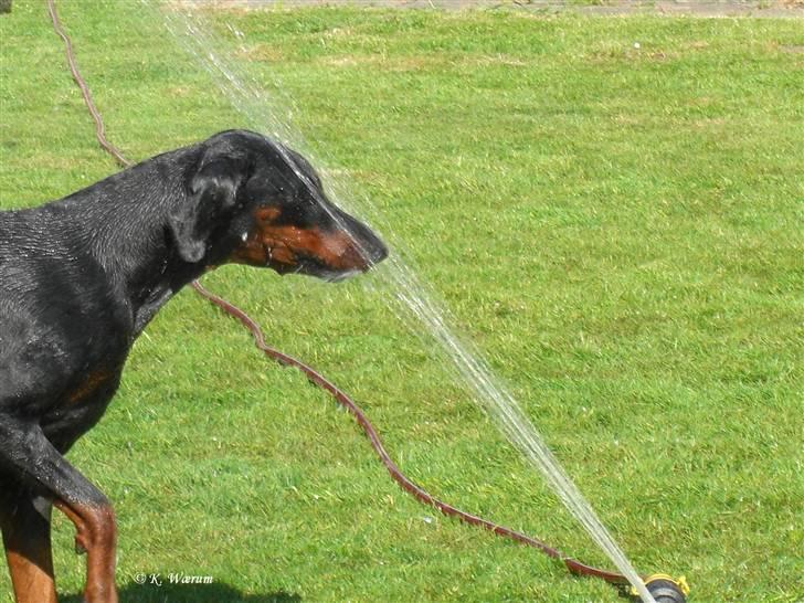 Dobermann *¤*Gaisha / Sasha*¤* billede 13