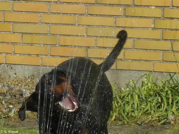 Dobermann *¤*Gaisha / Sasha*¤* - Sasha og Davida april 09 billede 14