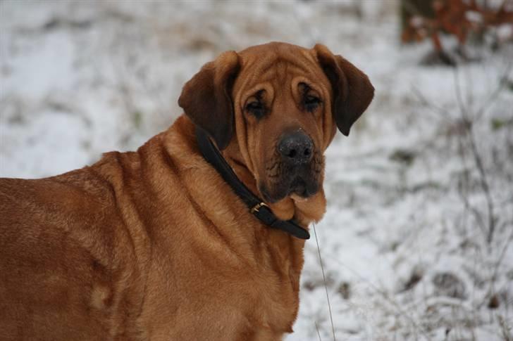 Broholmer Frigga R.I.P. Friksen... billede 16