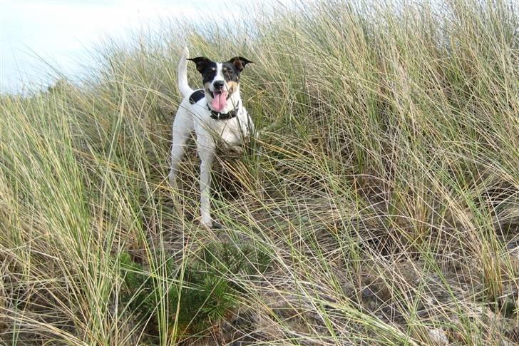 Dansk svensk gaardhund Mille  - Min dejlige hund  billede 1
