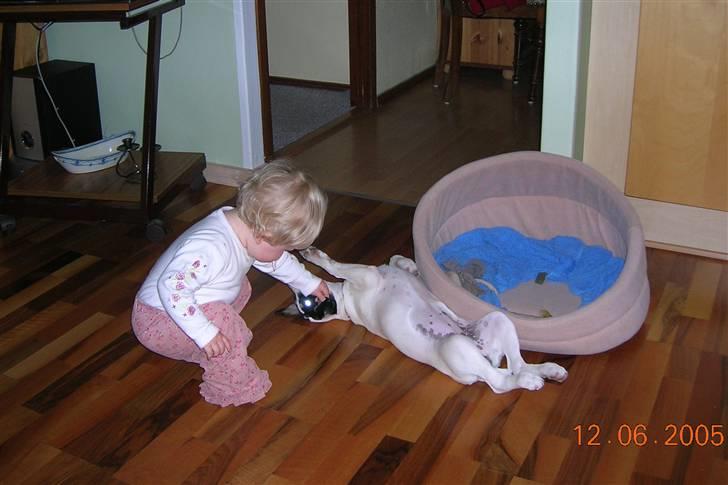 Dansk svensk gaardhund Mille  - Mille og Nicoline..  billede 2
