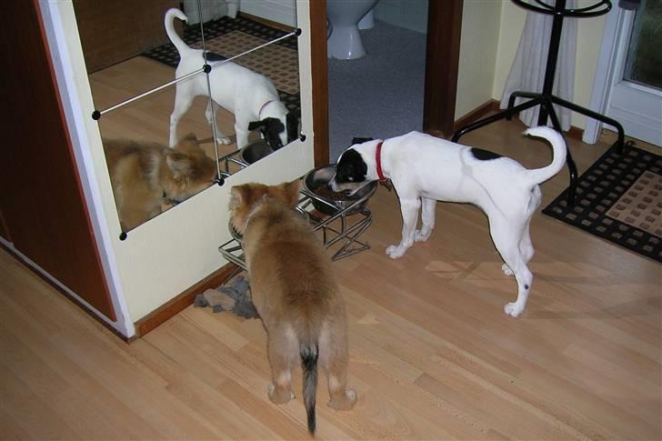 Dansk svensk gaardhund Mille  - De aller bedsteste venner (Mille og bassi) billede 3