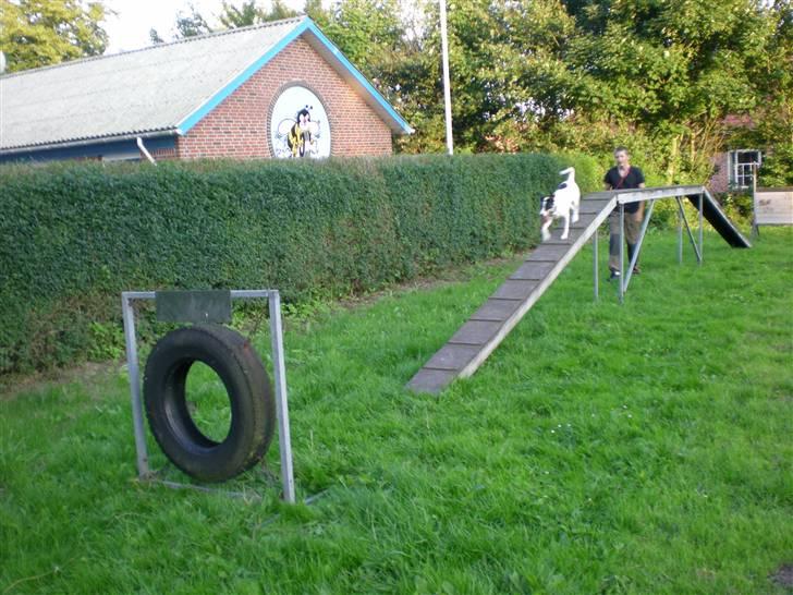 Dansk svensk gaardhund Mille  - Mille på en bane ..  billede 4