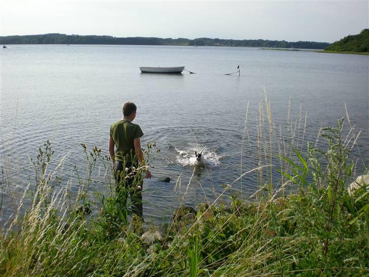 Dansk svensk gaardhund Mille  - Så er hun ude og svømme det elsker hun ..  billede 5