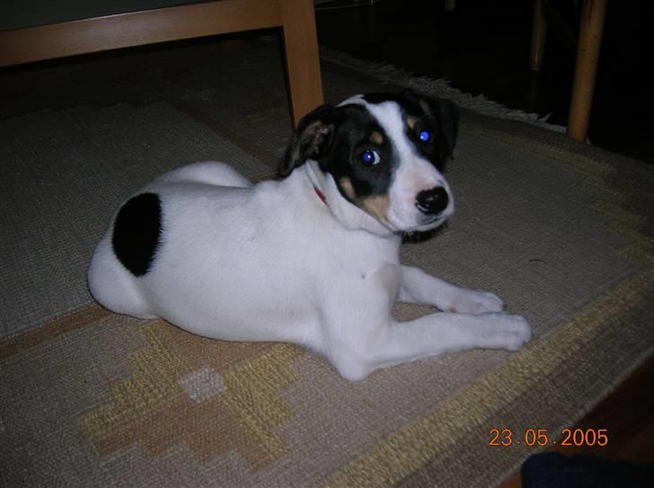 Dansk svensk gaardhund Mille  - Mille da hun var nogle 10 uger billede 6