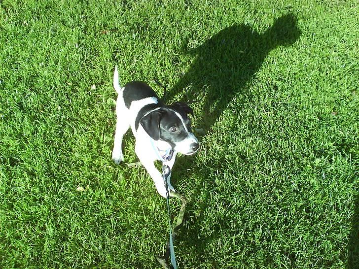 Dansk svensk gaardhund Rocky billede 15