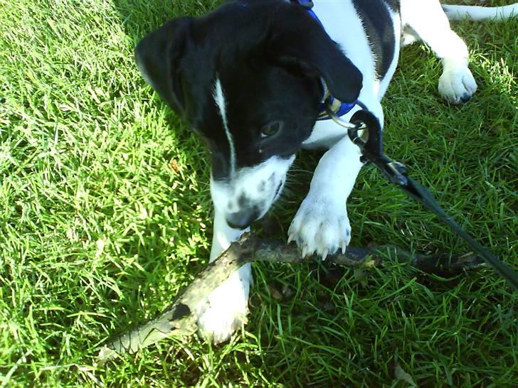 Dansk svensk gaardhund Rocky billede 16