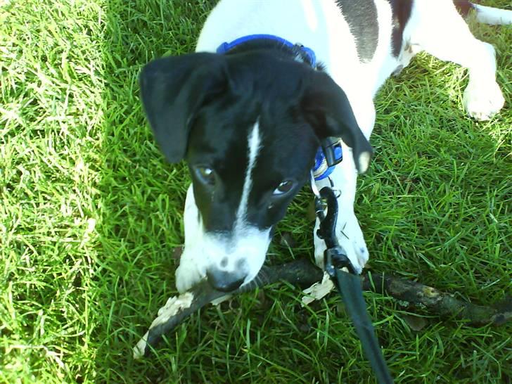 Dansk svensk gaardhund Rocky billede 17