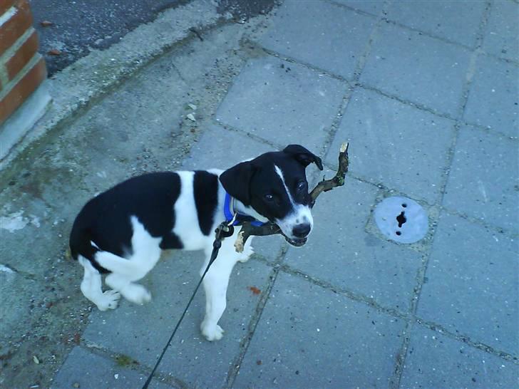 Dansk svensk gaardhund Rocky billede 18