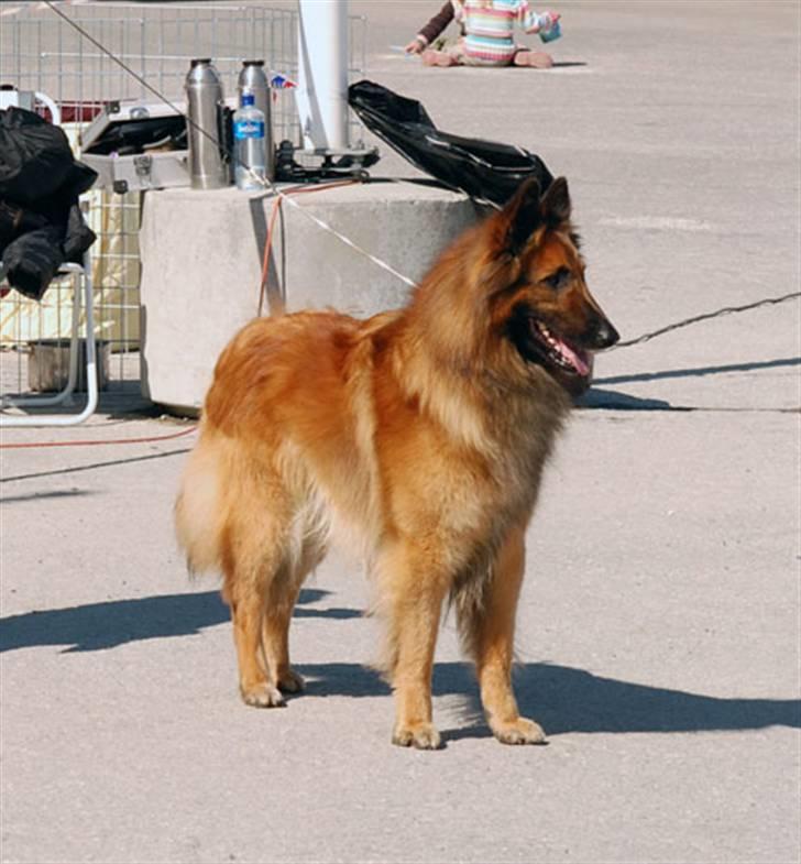 Tervueren Heierås Camaro - Camaro i bergen billede 1