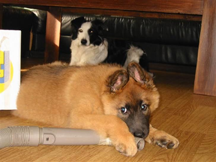 Tervueren Heierås Camaro - Camaro som liten valp billede 2