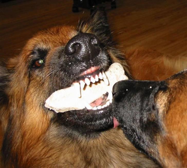 Tervueren Heierås Camaro - Camaro med bein.. Attila vil Stjele..:P billede 3