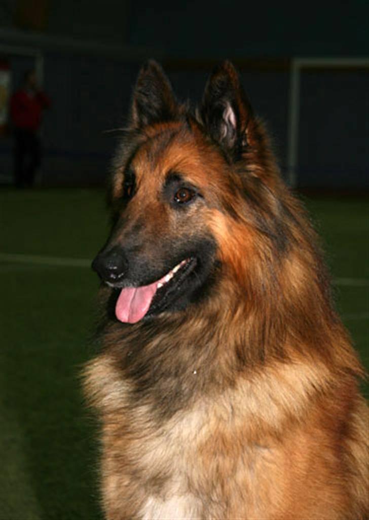 Tervueren Heierås Camaro - Cmaro på Utstilling billede 4