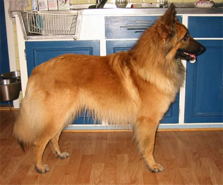 Tervueren Heierås Camaro - Camaro på kjøkkenet billede 5