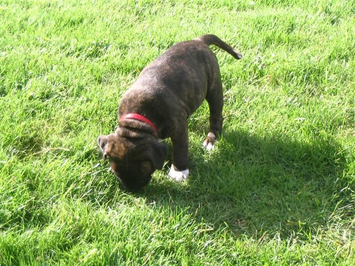 Staffordshire bull terrier Maggie - Er lige kommet hjem til mor og far, her lugter af en anden hund..... billede 5