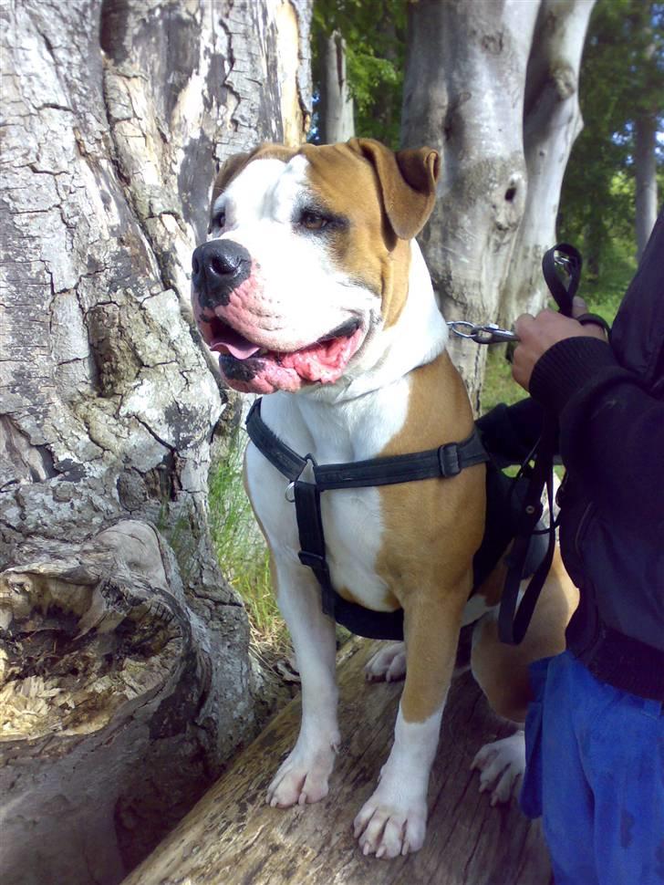 Amerikansk bulldog - ABO's Kenzo billede 9