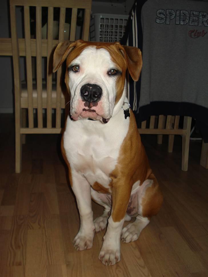 Amerikansk bulldog - ABO's Kenzo billede 10